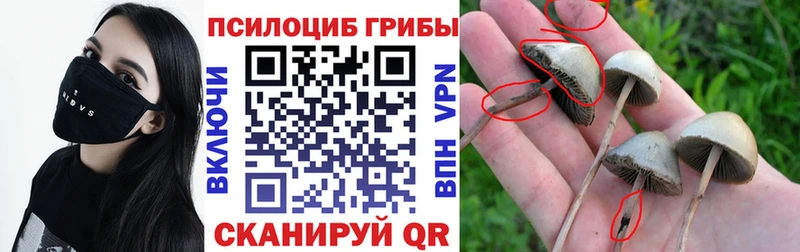 ОМГ ОМГ как войти  Электроугли  Галлюциногенные грибы мицелий 